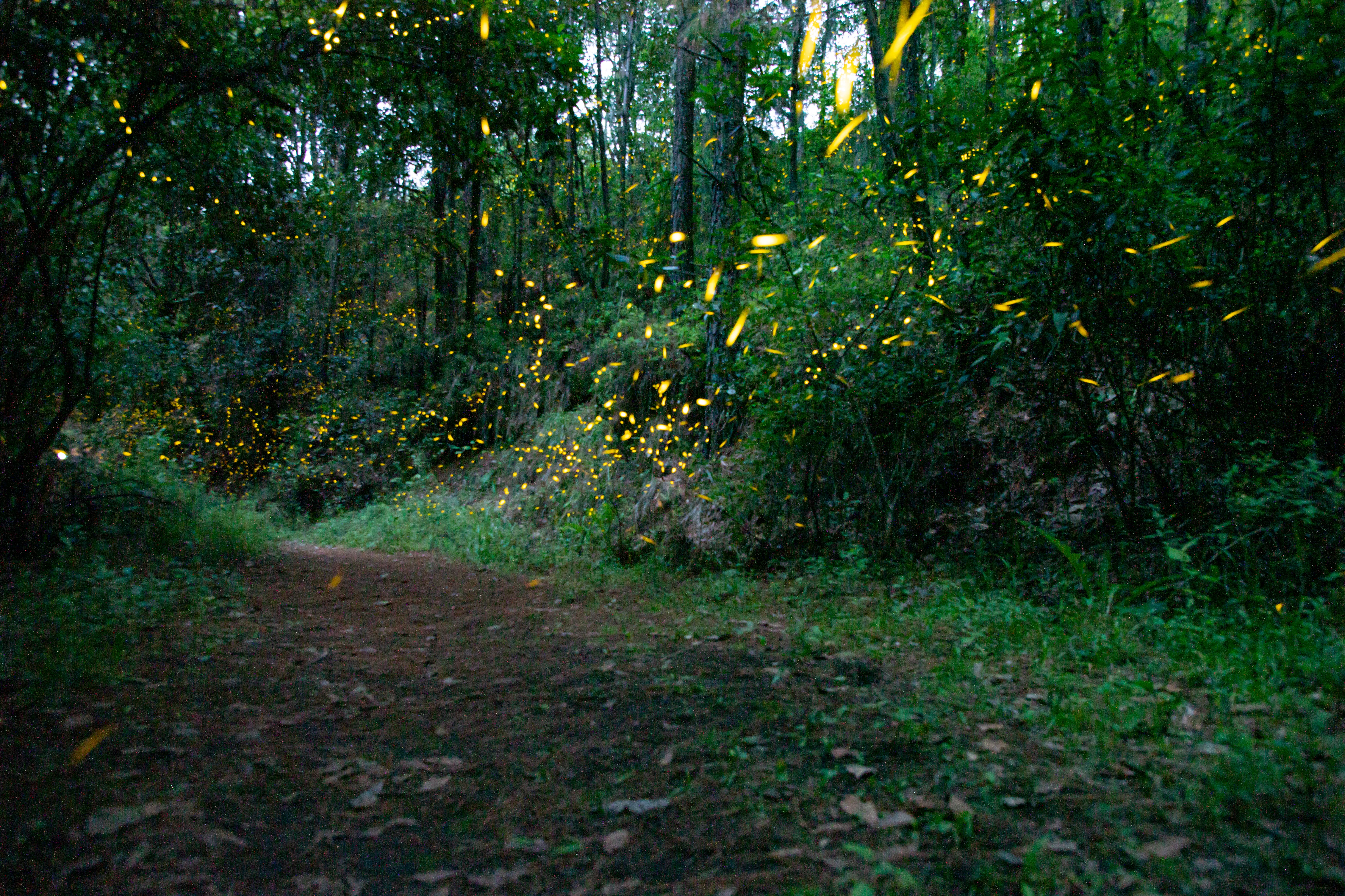 Luciernagas en Santa Rita Tlahuapan 02 (1)