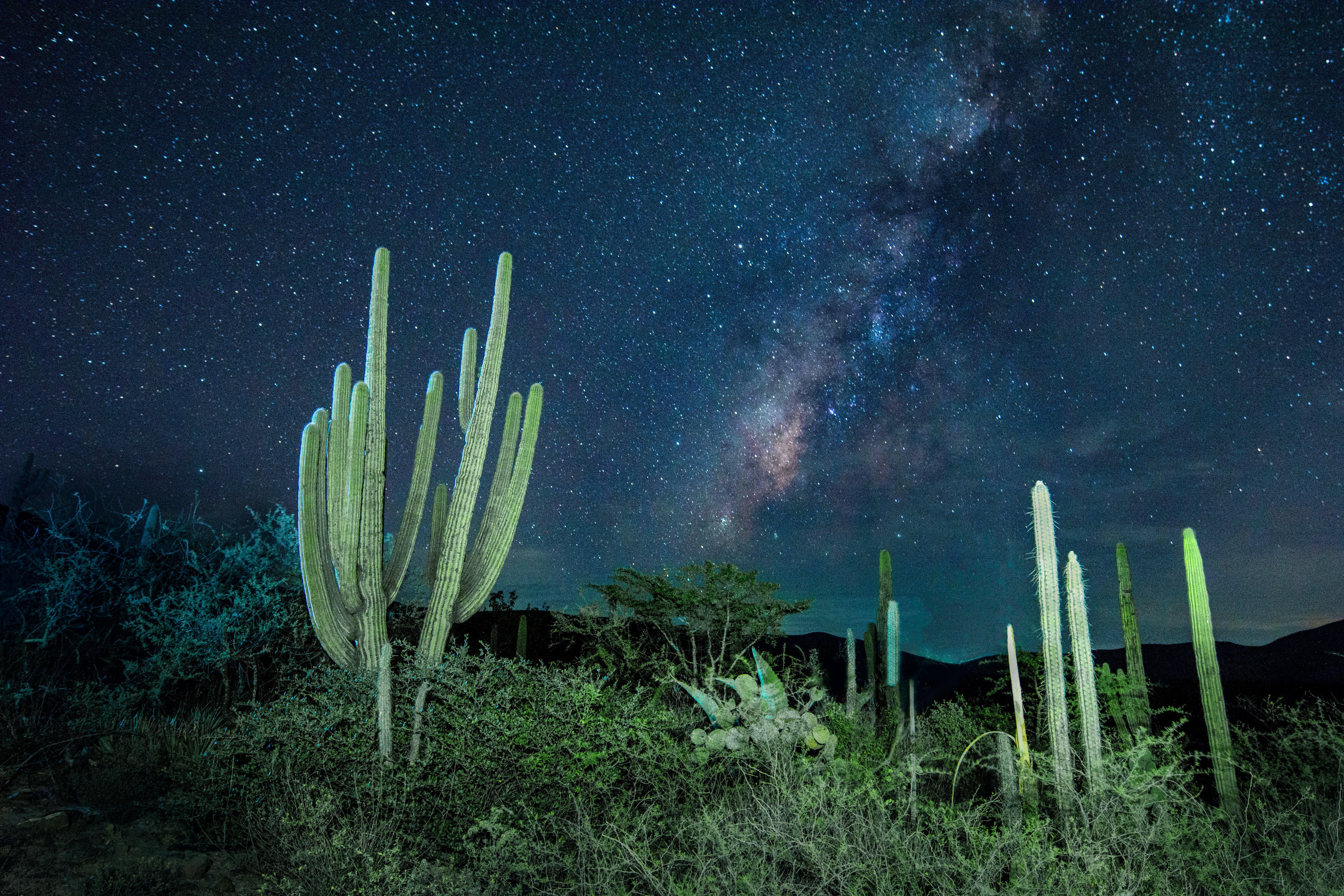 RESERVA DE LA BIÓSFERA DE TEHUACÁN-CUICATLÁN 04.jpg (1) (1)
